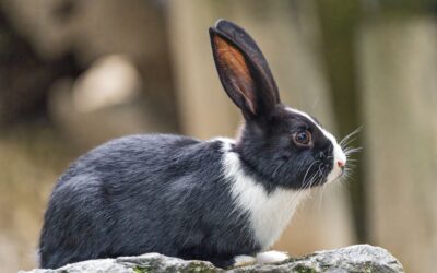 L&rsquo;alimentation de votre lapin nain : un guide pour une bonne santé