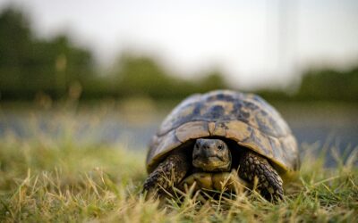 Tout savoir sur les tortues terrestres : conseils et entretien