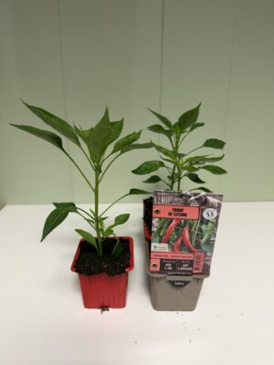 PIMENT de Cayenne