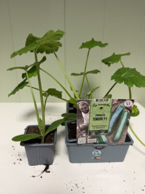 COURGETTE Longue Tendor