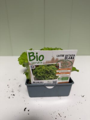 LAITUE BIO Batavia Blonde Olana