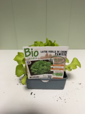 LAITUE BIO Feuille de Chêne Blonde
