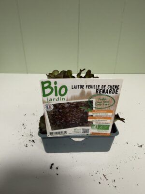 LAITUE BIO Feuille de Chêne Rouge