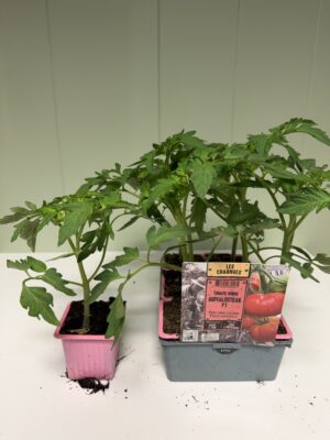 TOMATE RONDE Buffalosteak