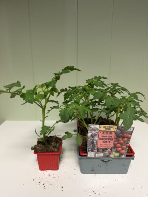 TOMATE CERISE Ronde Superweet
