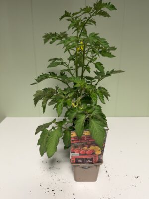 PACK Tomates Cerises