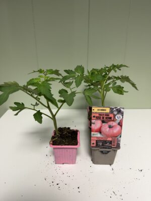 TOMATE RONDE Rose de Berne
