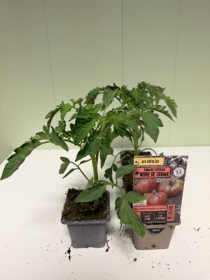 TOMATE CÔTELEE Noire de Crimé