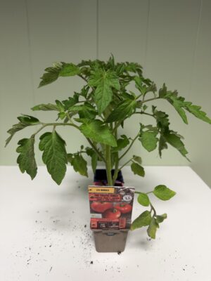 PACK Tomates Rondes