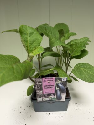 AUBERGINE Longue Baluroi