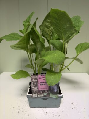 AUBERGINE Ronde Bonica