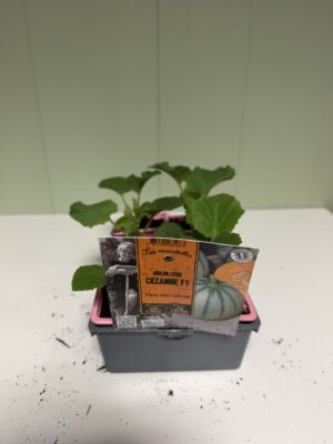 MELON Lisse Cezanne